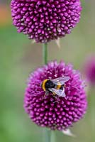 A bee feeds from Allium sphaerocephalon - Drumstick Allium