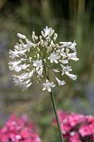 Agapanthus 'Glacier Stream' - African Lily 
