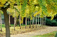 Gingko tree showing autumnal colour. 