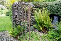 View past border with ferns and flowering Saxifraga x urbium to old iron ornate gate by stone wall.