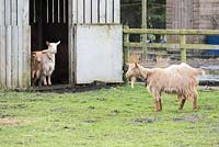 Golden Guernsey goats at Ellicar Gardens, Doncaster, UK. 