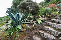 Spikey succulents including Agave americana, Aeonium and Aloe beside stone steps leading down the steeply sloping garden. 