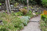 Self-seeded Erigeron karvinskianus frames a path passing a stone wall dotted with fleshy aeoniums. 