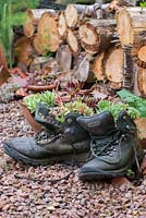 Old leather work boots planted with Sempervivum. 