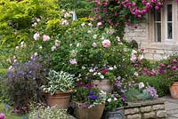 View to grouped pots of hostas, petunias and osteospermum, with Rosa 'Wildeve' behind.