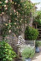 Rosa 'Gloire de Dijon' - Old Glory Rose is trained up the wall behind a Lutyens style bench.
