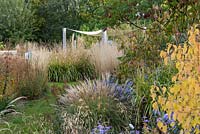 View of sail shade past dogwood, sumach, Aster frikartii 'Monch' and clumps of Miscanthus sinensis 'Yaku-Jima' and Calamagrostis x acutiflora 'Karl Foerster'.