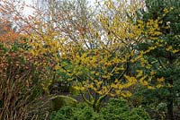 Hamamelis mollis - Chinese witch hazel. A small deciduous tree bearing strongly fragrant, bright golden yellow flowers in winter before leaves unfurl