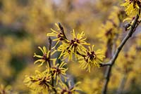 Hamamelis mollis - Chinese witch hazel. A small deciduous tree bearing strongly fragrant, bright golden yellow flowers in winter 