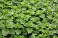 Urtica dioica - Slender Stinging Nettle poisonous plant leaves in spring