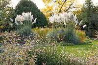 Autumn borders with clumps of pampas grass, Cortaderia selloana, amidst swathes of dogwoods, turning gold.
