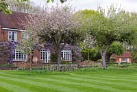 The 1937 house overlooks a lawn where an old Bramley apple tree breaks out in blossom above tulips and daffodils.