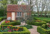 Laid out between old brick outbuildings, a box parterre with gravel paths separating beds planted with Tulipa 'Paul Scherer', 'Ballerina' and 'Doll's Minuet' with an olive tree in the centre