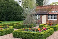 Laid out between old brick outbuildings, a box parterre with gravel paths separating  beds planted with Tulipa 'Paul Scherer', 'Ballerina' and 'Doll's Minuet', an olive tree in the centre