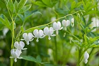 Dicentra spectabilis 'Alba' - aka Lamprocapnos - White Bleeding Heart, an herbaceous perennial bearing arching stems of heart shaped white flowers from April.