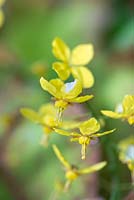 Epimedium x perralchicum 'Frohnleiten' - Barrenwort, a perennial with tiny golden flowers from April.