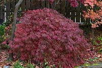 Acer palmatum var. dissectum, a dwarf Japanese maple with deeply divided leaves that turn from green to dark red and purple in autumn.
