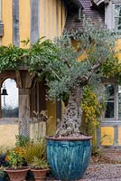 An old olive tree - Olea Europaea - thrives in a huge pot beside the front door