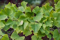 Gingko biloba - Maidenhair tree - has vibrant green leaves that yellow in autumn.