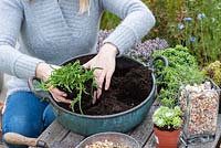 Planting succulent plants in a vintage copper bowl:  Add in Delosperma cooperi 
