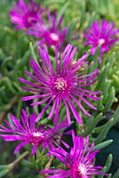 Delosperma cooperi - Cooper's ice plant. A fleshy succulent perennial with pink daisy-like flowers from midsummer until early autumn.