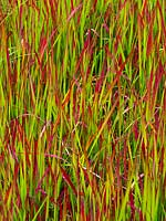 Imperata cylindrica 'Rubra' or Japanese blood grass in garden border