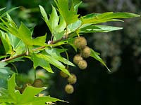Platanus x hispanicus 'London plane' Tree fruits in Mid summer in Norfolk, UK.