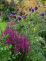 Lythrum virgatum 'Dropmore Purple' with 'Globe artichoke' Cynara cardunculus in garden border