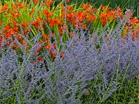 Perovskia atriplicifolia 'Blue Haze' - Russian sage in a garden border - 
 August 