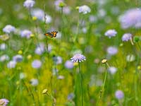 Small Tortoiseshell butterfly feeding on wild flowers in hay meadow Wensum Valley, Norfolk UK.