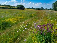 Wild flowers in bloom in natural hay meadow in Wensum Valley. Norfolk.