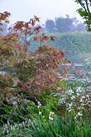Acer palmatum and Anthriscus sylvestris 'Ravenswing' on a misty morning - The Leaf Creative Garden - A Garden of a quiet contemplation - RHS Malvern Spring Festival 2019