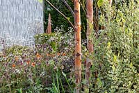 Bark of Betula albosinensis surrounded by Pittosporum tenuifolium and Anthriscus sylvestris 'Ravenswing' - The Habit of Living - A Garden in support of Diabetes UK, RHS Malvern Spring Festival 2019