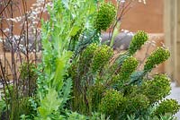 Euphorbia 'Black Pearl' - An Artist's Studio Home - Green Living Spaces, RHS Malvern Spring Festival 2019