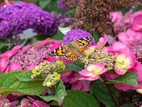 Painted lady butterfly on hydrangea with buddleja.  Vanessa cardui 