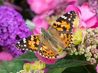 Vanessa cardui - Painted lady butterfly on Buddleja - August 