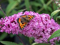 Small tourtoisehell Aglais urticae butterfly on buddleja