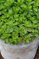 Mentha spicata var. crispa 'Moroccan' - Moroccan mint