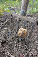 Solanum tuberosum potato. 'Obama' Harvest. Gardening disaster as the garden fork pricks through the spud.