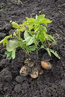 Solanum tuberosum potato. 'Obama' Harvest.