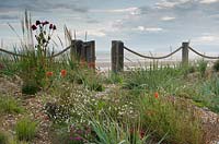 Wild flowers and grasses growing in pebble borders, with beach in the background. 