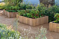 Tomatoes, aubergine and chillies in timber framed raised bed. RHS Hampton Court Festival 2019.