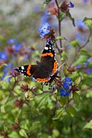 Ceratostigma plumbaginoides 'blue flowered Leadwort' with a Red Admiral butterfly.