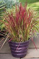 Imperata cylindrica 'Red Baron' - Japanese Blood Grass in container