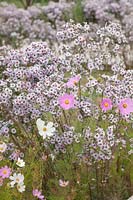 Aster lateriflorus 'Bleke Bet' with Cosmos bipinnatus 'Sonata Pink' and 'Purity' in September