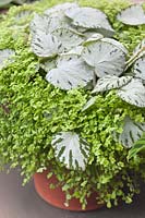 Begonia 'Silver Jewel' and Soleirolia soleirolii 'Aurea' growing together in pot