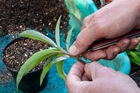 Taking cuttings of Vitex angus-castus step by step. Step 1 - Trim under a node and reduce the longer leaves by half.