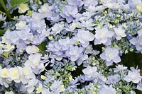 Hydrangea macrophylla 'Forever Blue' - July