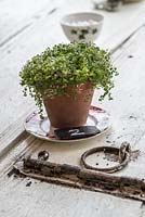 Soleirolia soleirolii - Mind your own Business in a terracotta pot, on an old rustic door used as a table