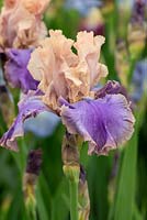 Iris 'Florentine Silk'